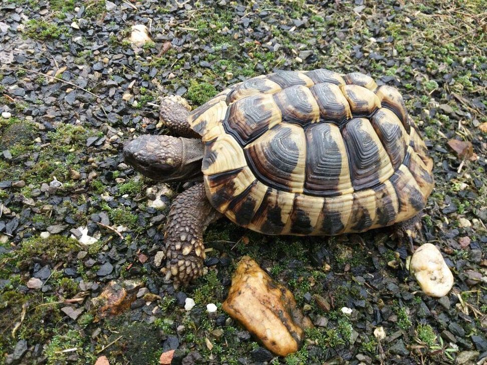 Die StädteRegion Aachen sucht für die Griechische Landschildkröte »Buddy« ein neues und vor allem artgerechtes Zuhause.  Foto: Amine Fehr