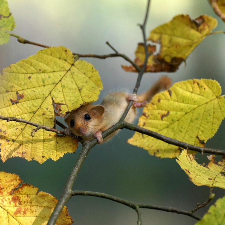 Im Fokus der Nussjagd steht die Haselmaus. Foto: Martin Krohne