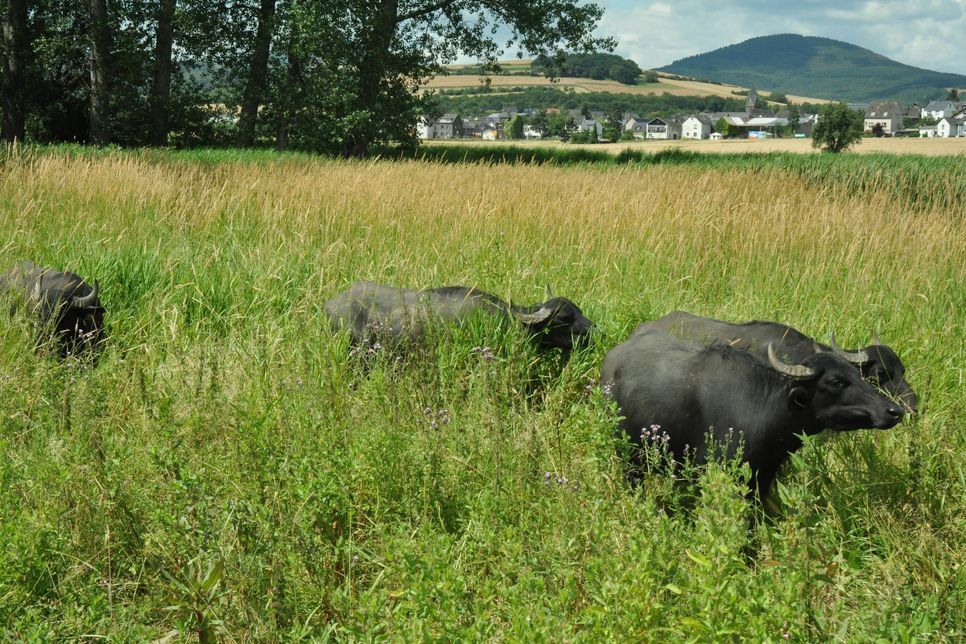 "Afrikanisches Flair" in den Thürer Wiesen: Eine kleine Herde Karpatischer Wasserbüffel ist als "Naturschützer" im 15 Hektar großen Feuchtbiotop eingesetzt.