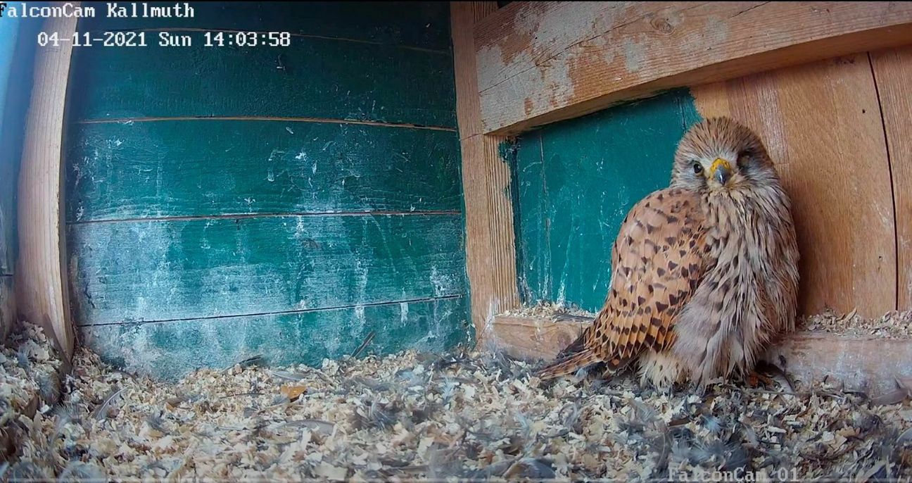 Die Kamera aus dem Falkenkasten am alten Pfarrhaus in Kallmuth sendet rund um die Uhr Bilder vom Geschehen vor Ort. Screenshot: Kirsten Röder/pp