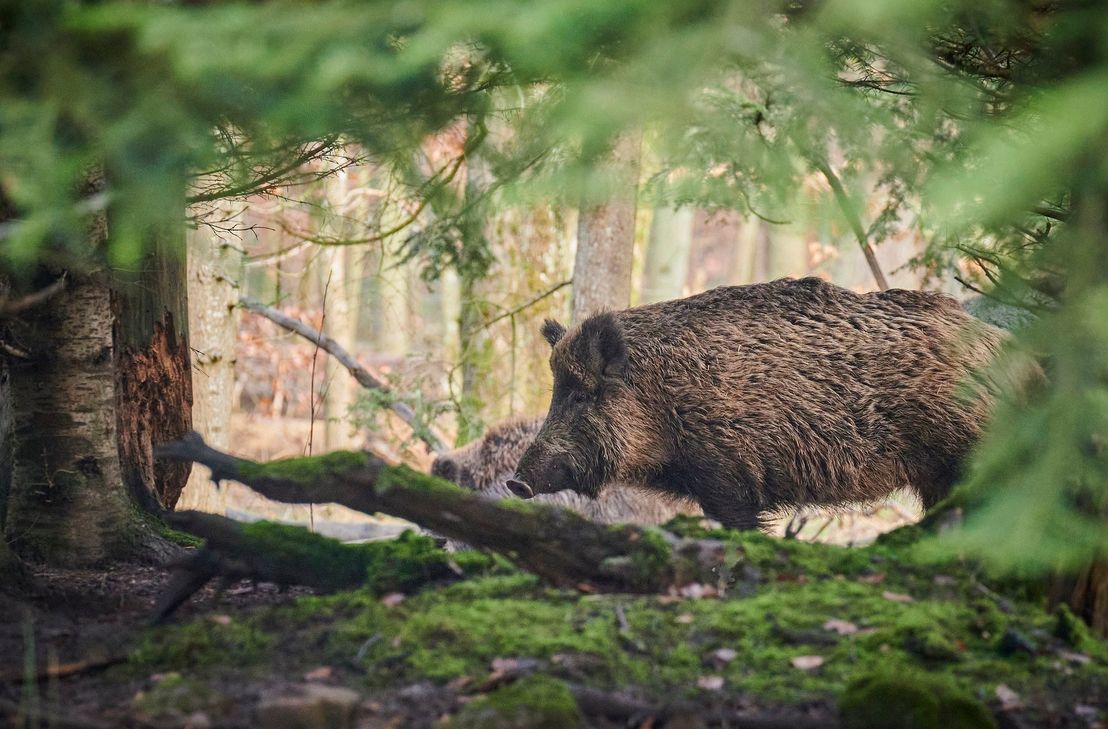 Ein Wildschweinkadaver mit Verdacht auf Afrikanische Schweinepest wurde aufgefunden.