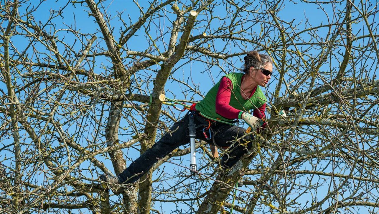 In der Präsenzveranstaltung sind nur noch wenige Plätze frei. Alternativ kann der Vortrag auch online verfolgt werden. In beiden Fällen müssen sich Interessierte bis zum 10. November bei Dr. Cornelia Pfabel anmelden unter streuobstwiese@trier-saarburg.de