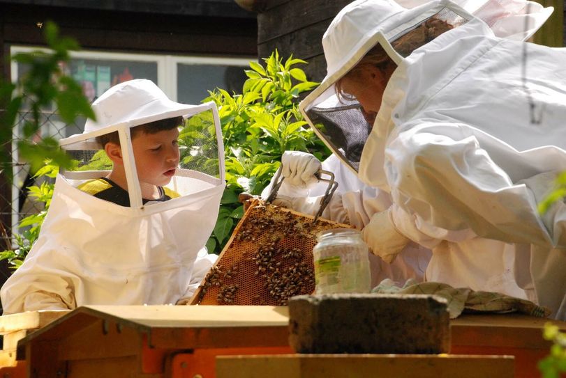Wenn mit den Bienen gearbeitet wird, herrscht Konzentration. Ruhige Bewegungen sind wichtig - sonst kann es sein dass die Bienen unruhig werden. Hier kontrollieren die Nachwuchsimker, ob irgendwo in den Rahmen eine Königin heranwächst. Foto: Tim Nolden