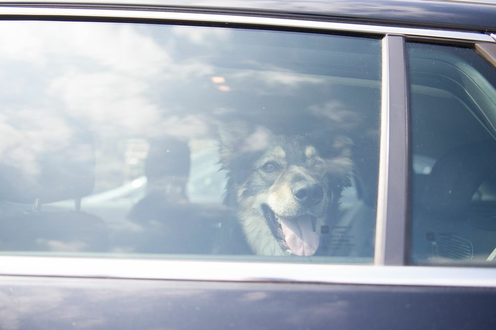 Hunde sollten bei warmen Temperaturen nicht im Auto zurück gelassen werden. Foto: TASSO e.V.
