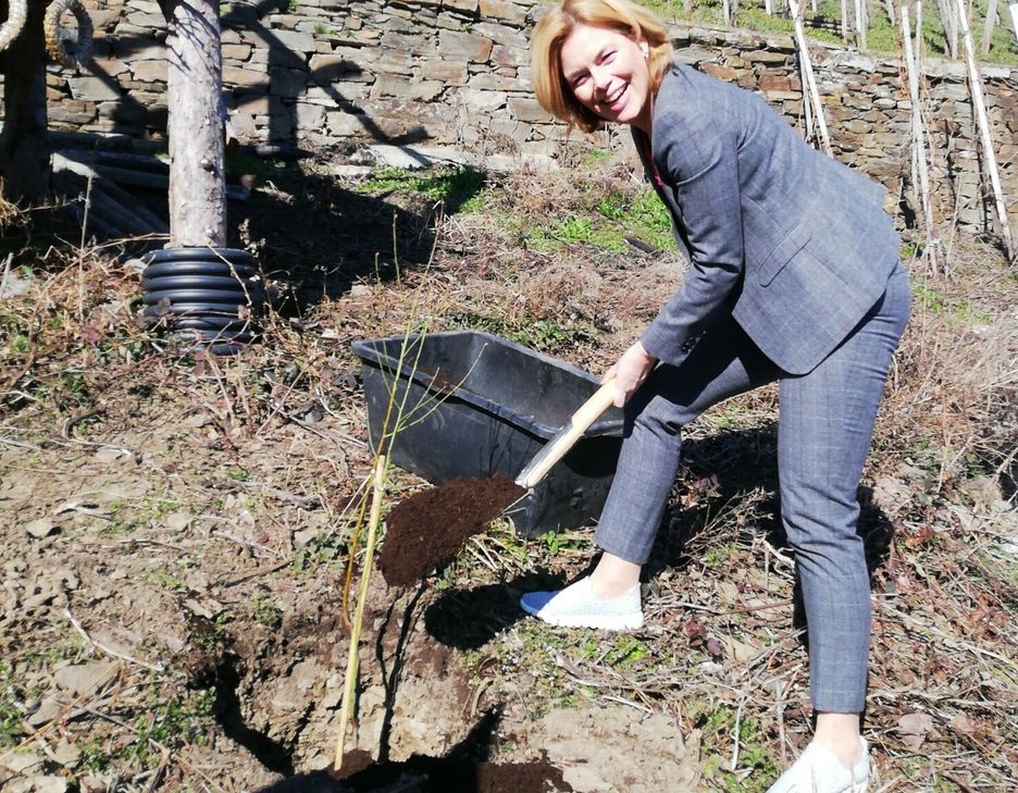 Bundesministerin Julia Klöckner hat in Winningen einen Moselweinbergpfirsich-Setzling gepflanzt.