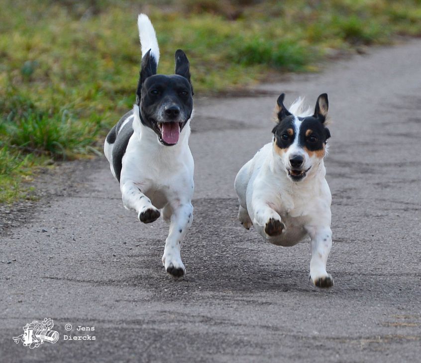 Zwei Freunde im Gleichschritt.