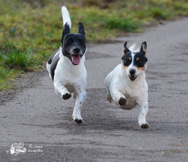 Zwei Freunde im Gleichschritt.