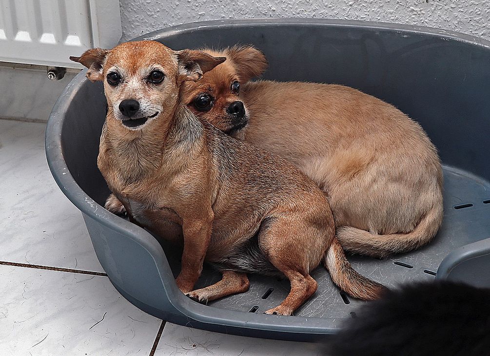 Betreiberin darf nur fünf Hunde halten.