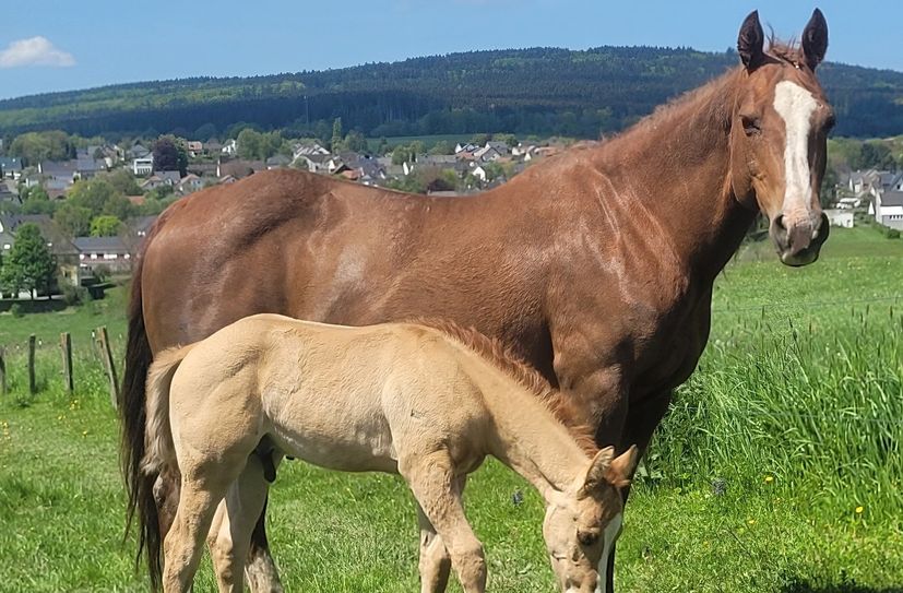Bilder aus dem Sommer: Die Stute Spy grast friedlich mit ihrem Fohlen Rocket auf einer Weide am Ortsrand von Hermeskeil.