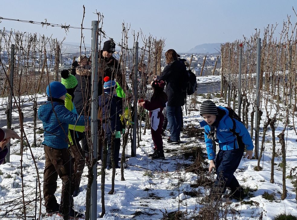 Rebschnitt im Winter.