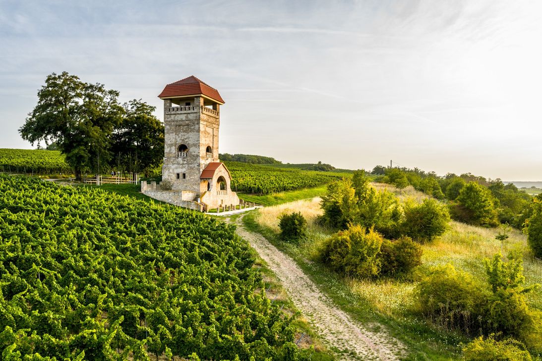 Rheinhessische Rebenlandschaft