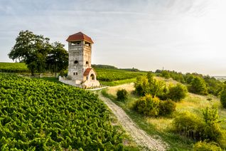 Rheinhessische Rebenlandschaft
