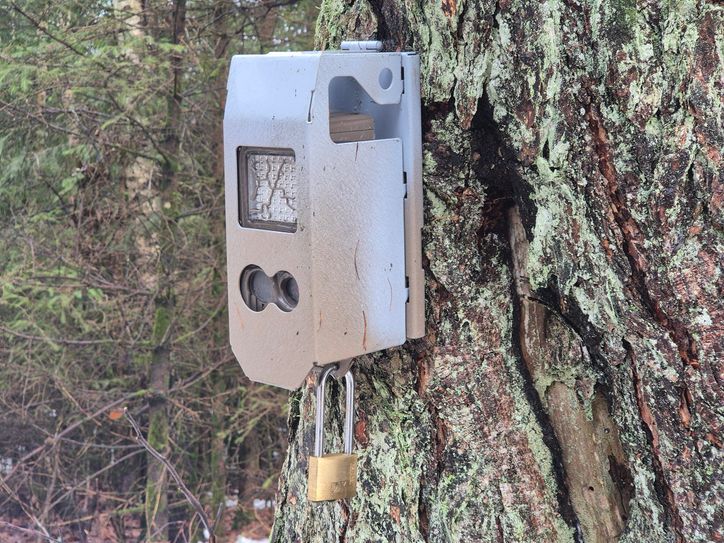 Auch der Einsatz von Wildkameras wird zunehmend kritisch gesehen.