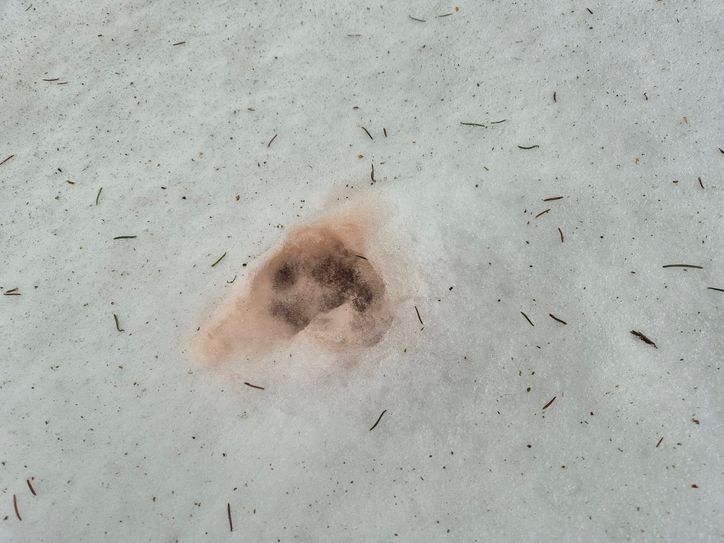 Darüber hinaus wurden im Schnee rund um den Teufelskopf eindeutige Wolfsspuren entdeckt.