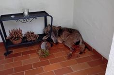 Ein ungewöhnlicher Fund sorgt in Waldweiler für Aufsehen.