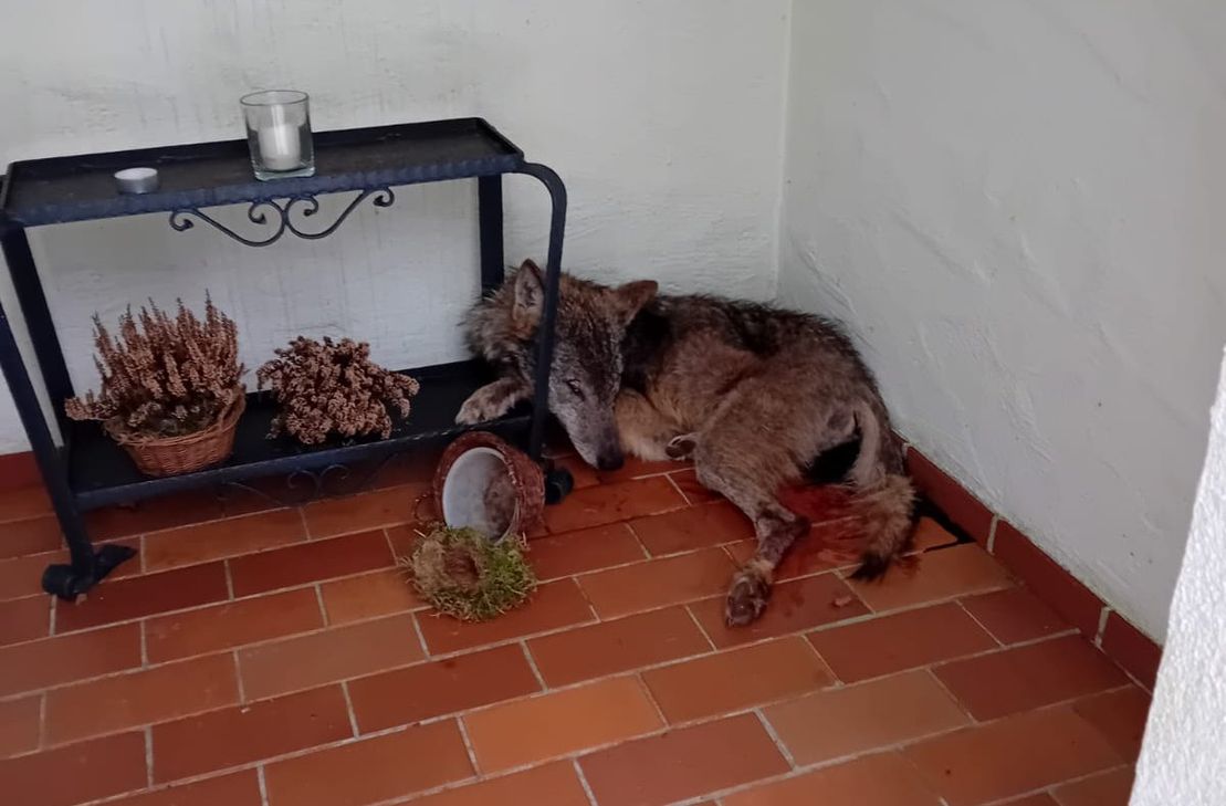 Ein ungewöhnlicher Fund sorgt in Waldweiler für Aufsehen.