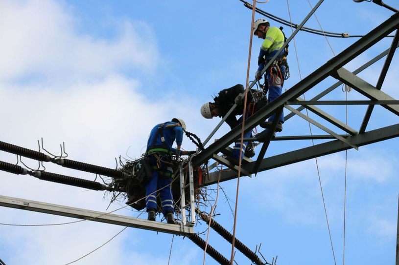 Die Westnetz-Freileitungsmonteure Marius Fiege, Kevin Hudic und Christoph Thönnessen sorgen dafür, dass das Storchennest mit einer Seilwinde nach unten gebracht werden kann.
