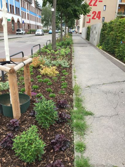 Staudenbeete wie in der Thyrsusstraße blühen abwechslungsreich und bieten der Tierwelt ein reichhaltiges Nahrungsspektrum. Foto: Grünflächenamt