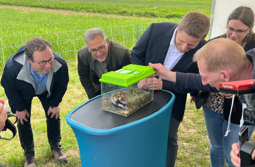 Für den Pressetermin durfte ein Feldhamster-Weibchen kurzzeitig in ein  transparentes Terrarium umziehen, damit es auch mal einen Blick auf die Gäste werfen konnte. Es zeigte sich jedoch eher unbeeindruckt von den vielen Kameras und den »wissbegierigen« Blicken von NRW-Umweltminister Oliver Krischer (v.li.), Zülpichs Bürgermeister Ulf Hürtgen und Landrat Markus Ramers. Für Rebekka Vogel von der unteren Naturschutzbehörde (re.) war die Auswilderung der Tiere ein ganz besonderer Moment.