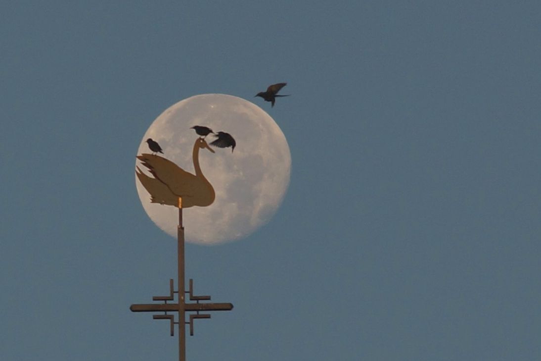 Treffen auf dem Kirchenschwan