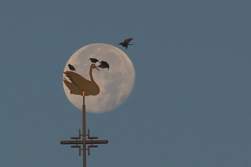 Treffen auf dem Kirchenschwan