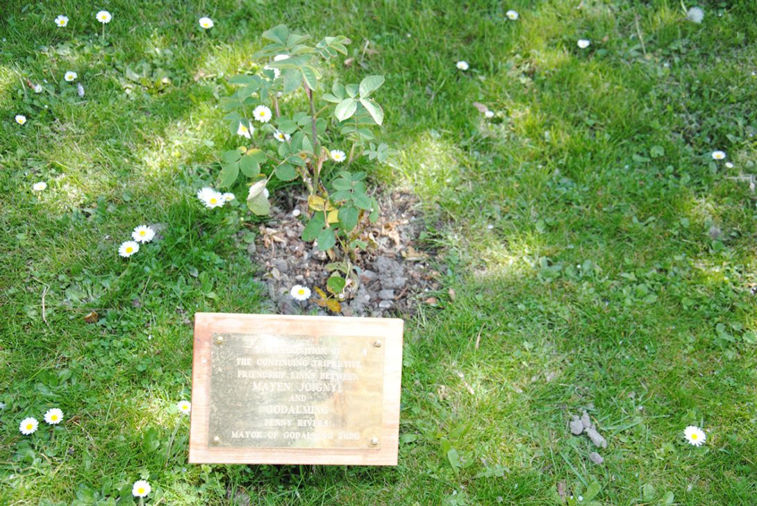 Die englische Strauchrose mit der daneben angebrachten Gedenktafel als grenzüberschreitende Geste der Freundschaft aus Godalming. Foto: Stadt Mayen