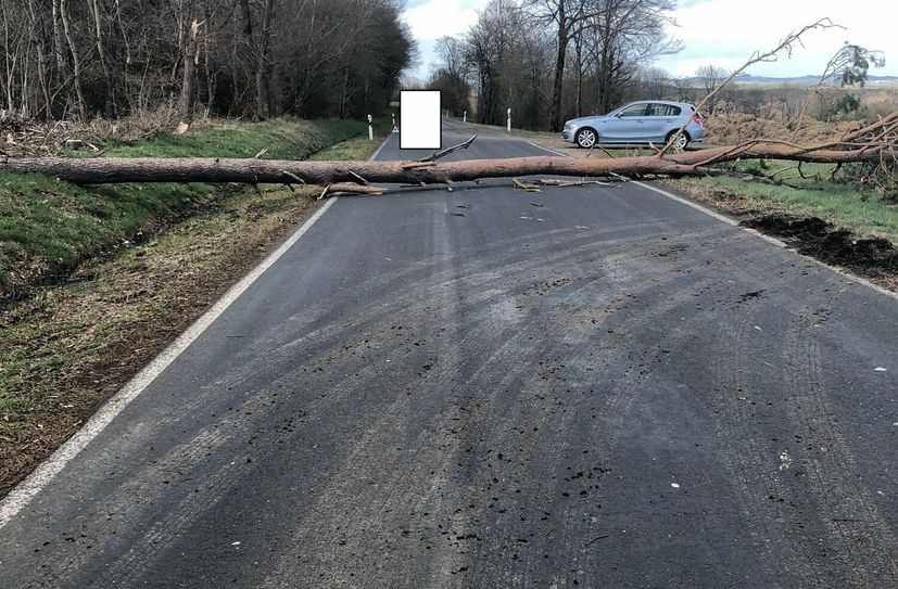 Die Kiefer schlug kurz hinter dem Auto auf der Straße auf.