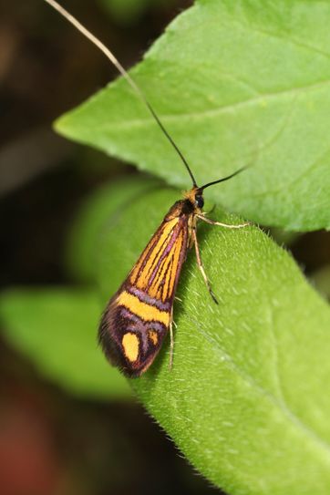 Die Langhornmotte Nemophora ochsenheimerella ziert das Titelbild der umfangreichen Studie zu den Nachtfaltern im Nationalpark Eifel. Die Art gehört zu den Erstmeldungen für den Naturraum Eifel und steht für die Vielfalt an Artenfunden während der zwölfjährigen Kartierung der Schmetterlinge im Nationalpark.