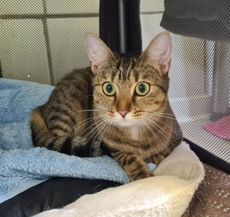 Katze Cleo und ihr bester Freund James (nächstes Foto) suchen ein neues Zuhause.