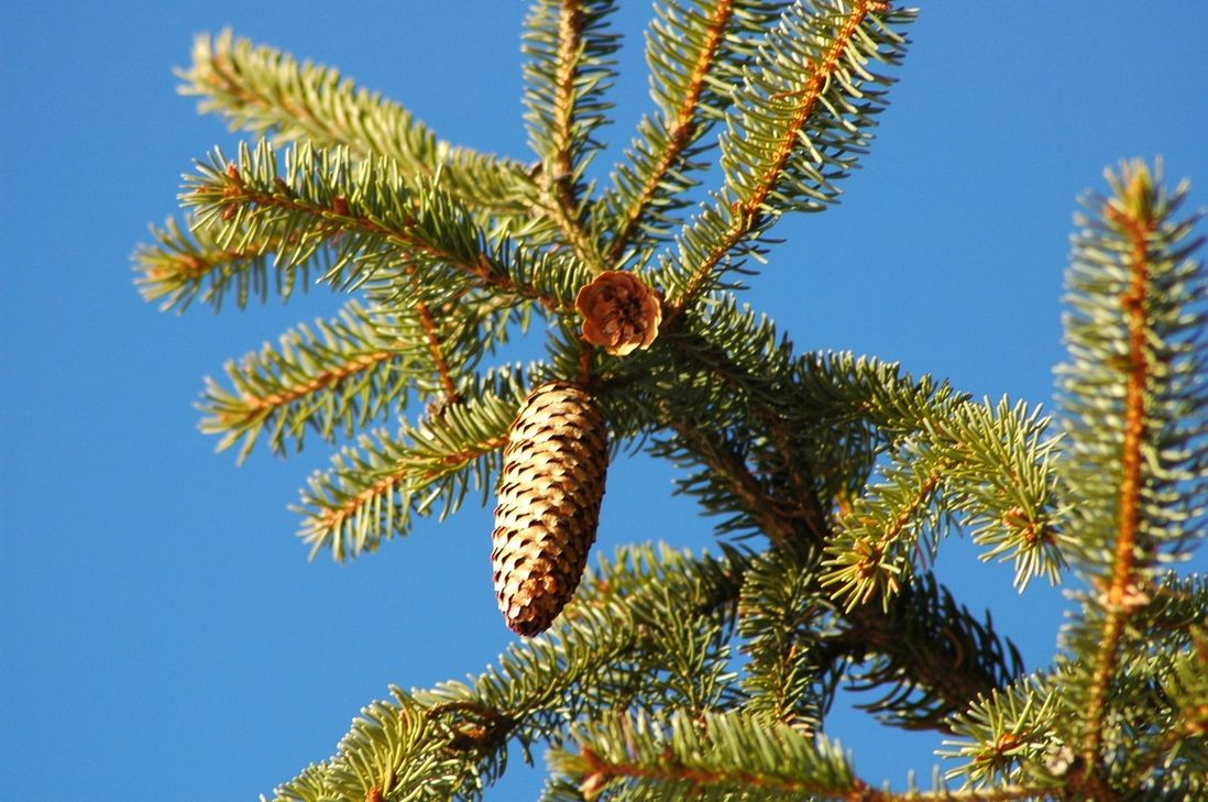 Fichtenzweig mit Zapfen, natürlicher Schmuck