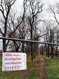 Wegen Bruchgefahr musste die Kastanienallee in Wachendorf gesperrt werden.