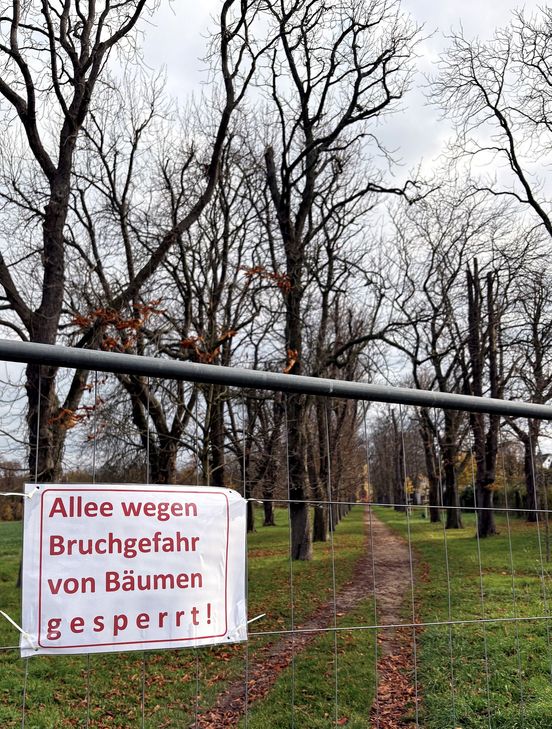 Wegen Bruchgefahr musste die Kastanienallee in Wachendorf gesperrt werden.