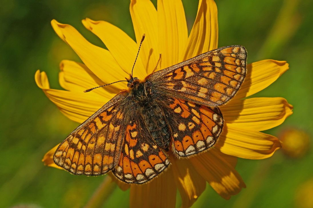 Noch ist der Goldene Scheckenfalter im Projektgebiet verschollen, LIFE helle Eifeltäler wird ihn wiederansiedeln. Foto: T. Lausmann