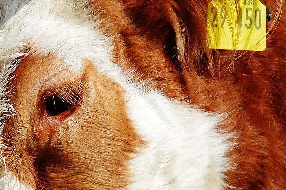 Ist eine Kuh bei einer Frühgeburt verendet oder haben die Landwirte die Anzeichen nicht erkannt? Eines von zwei Verhandlungen zum Tierschutzgesetz vor dem Monschauer Amtsgericht. Foto: Pixabay