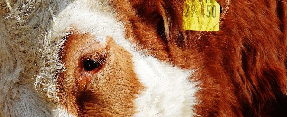 Ist eine Kuh bei einer Frühgeburt verendet oder haben die Landwirte die Anzeichen nicht erkannt? Eines von zwei Verhandlungen zum Tierschutzgesetz vor dem Monschauer Amtsgericht. Foto: Pixabay