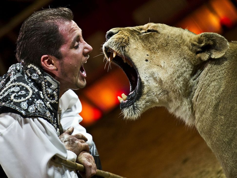 Der "König der Löwen": Martin Lacey jr. Foto: Circus Krone