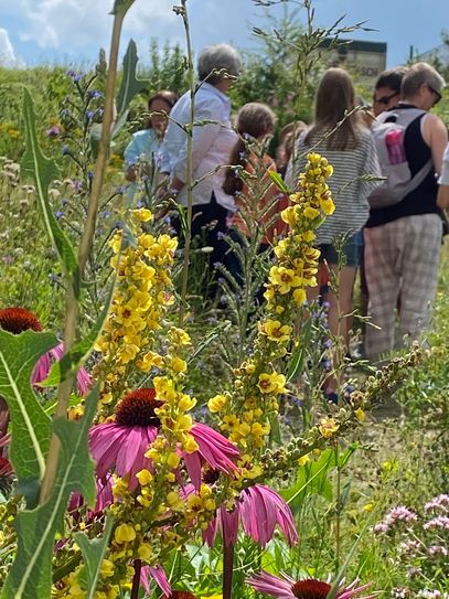 Bienentrachtgarten am Naturpark-Infozentrum Hermeskeil.