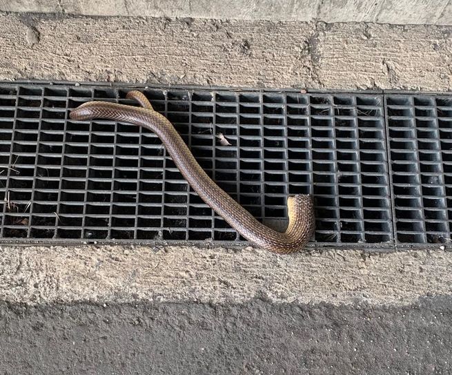 Schlange steckt fest.