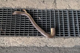 Schlange steckt fest.