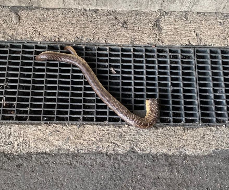 Schlange steckt fest.