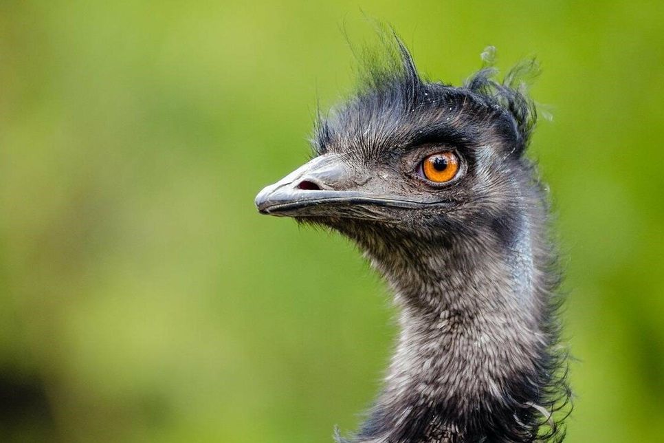 Symbolfoto Emu.