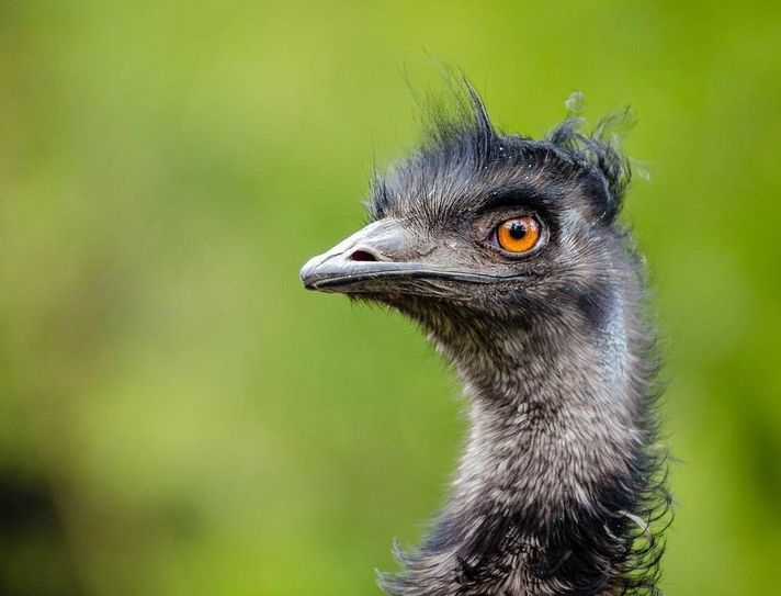 Symbolfoto Emu.
