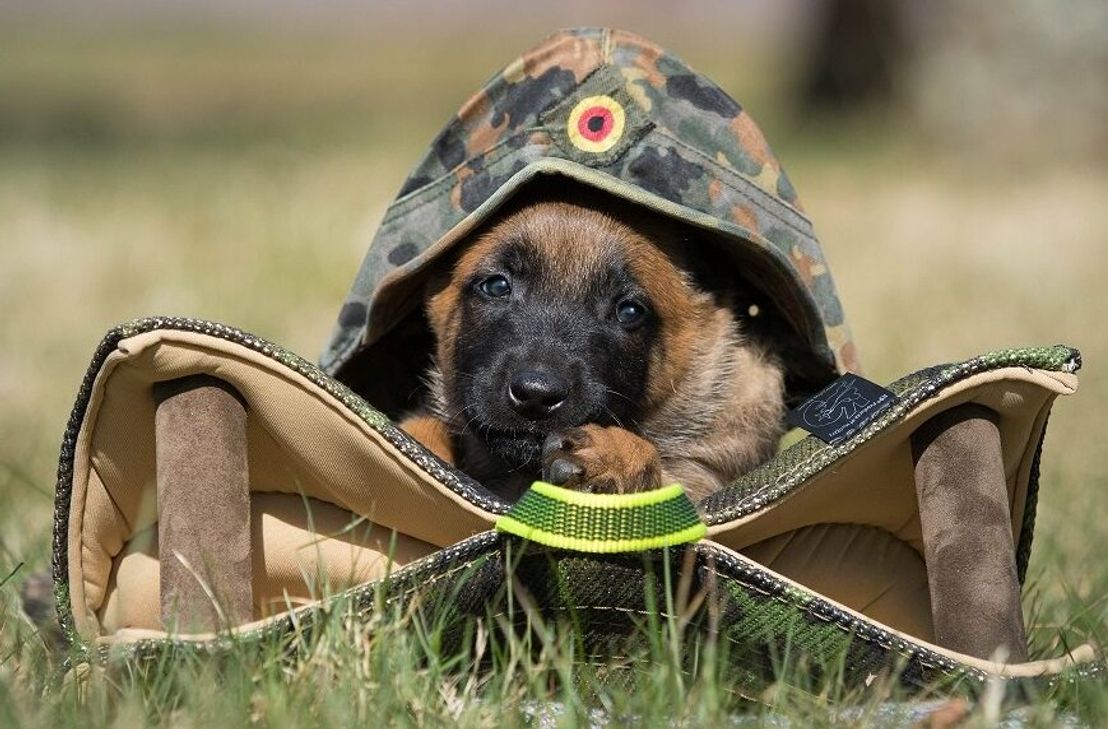 In jedem Monat hat man bei dem Benefizkalender die Wahl zwischen Fotos von »erwachsenen« Diensthunden oder von Hundewelpen.