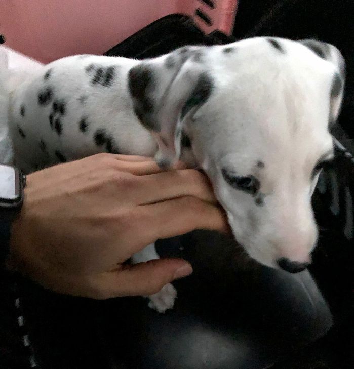 Dieser Dalamtiner-Welpe sollte aus dem Auto heraus verkauft werden. Foto: Polizei