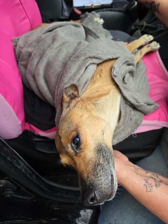 Dieser Hund ist von einer Mauer in die Tiefe gestürzt und hat sich verletzt