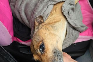 Dieser Hund ist von einer Mauer in die Tiefe gestürzt und hat sich verletzt