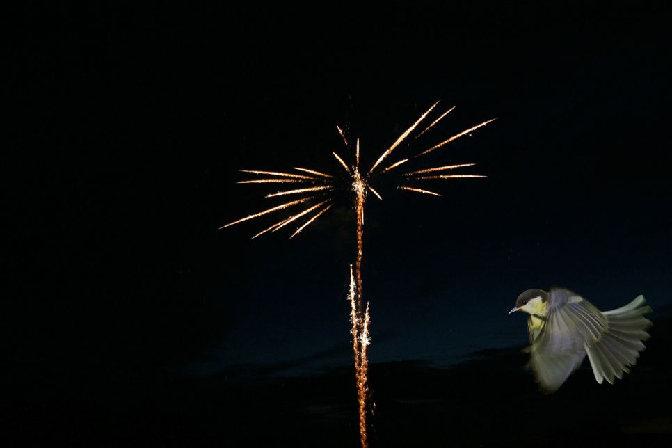 Durch Feuerwerk wird nach Angaben des Nabu die heimische Tierwelt extrem gestört. 
 Fotomontage:  Günter Lessenich/NABU Euskirchen