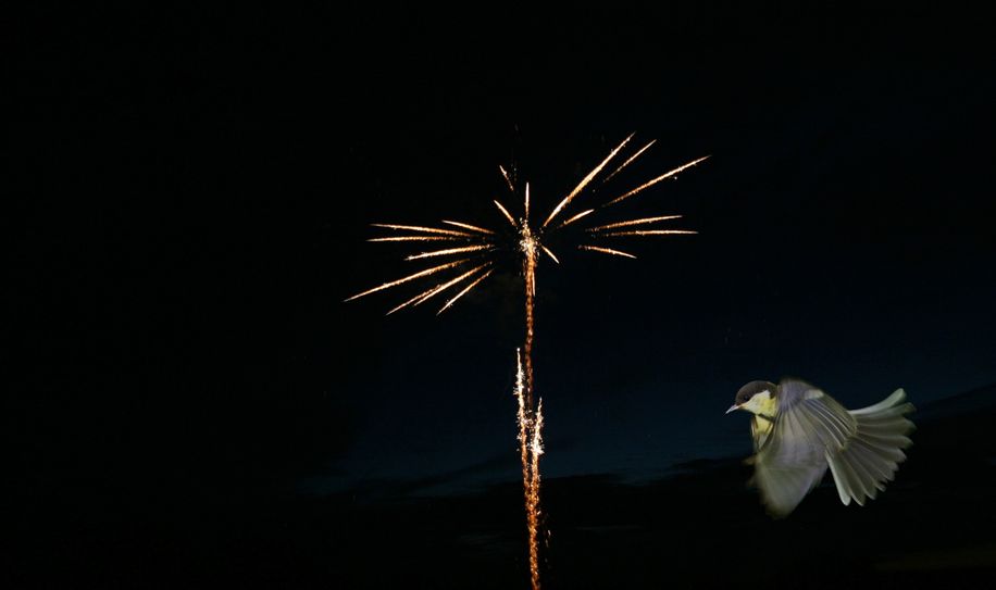 Durch Feuerwerk wird nach Angaben des Nabu die heimische Tierwelt extrem gestört. 
 Fotomontage:  Günter Lessenich/NABU Euskirchen