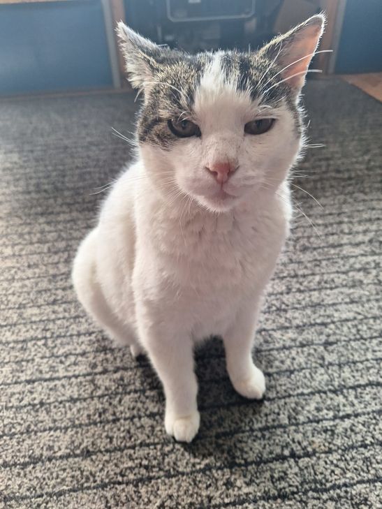 Kater Tom möchte wieder in einer Familie leben.