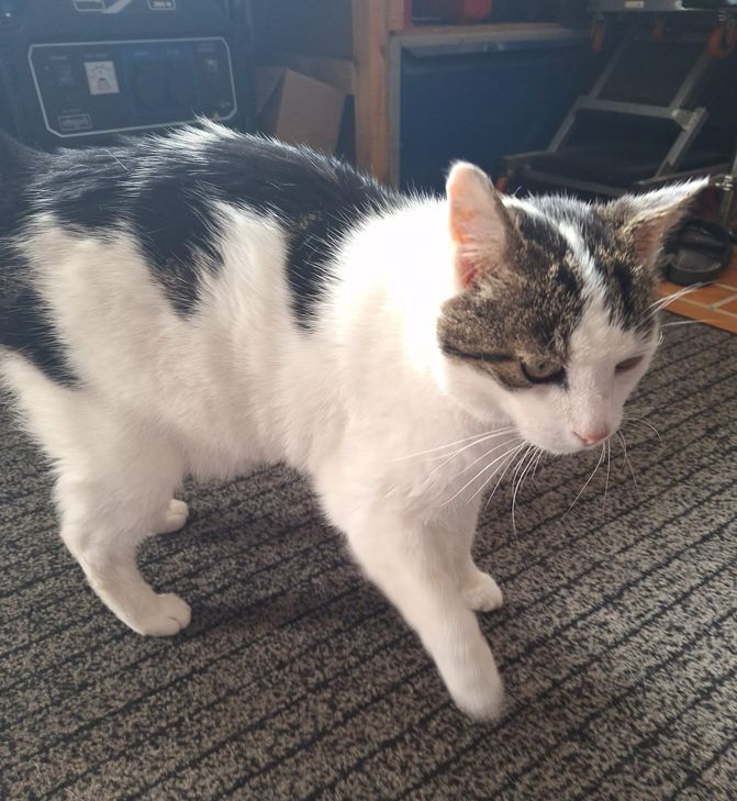 Kater Tom möchte wieder in einer Familie leben.